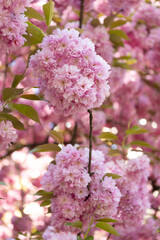 pink japanese cherry flower on blossoming spring tree