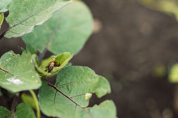 The Colorado potato beetle eats the leaves of an eggplant bush.