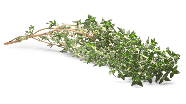 Thyme (Thymus vulgaris) isolated png
