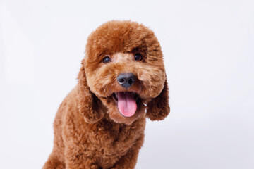 Portrait of a charming, happy toy poodle puppy breed on a chair on grey background. Cute smiling dog sitting on a chair Free space for text. Wide angle horizontal wallpaper or web banner. 