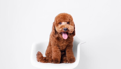 Portrait of a charming, happy toy poodle puppy breed on a chair on grey background. Cute smiling dog sitting on a chair Free space for text. Wide angle horizontal wallpaper or web banner. 