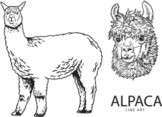 Set of hand draw vintage alpaca premium vetor © enkape