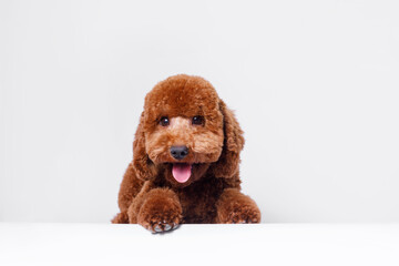 Portraite of adorable, happy puppy of toy poodle. Cute smiling dog on white background. Free space...