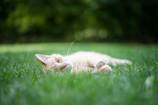 Little cat on the grass. Playful cute kitty. Ginger kitten. Outdoor cat.