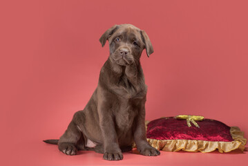 chocolate labrador puppy on pink background with red velvet pillow