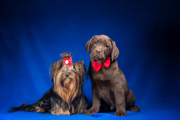 Yorkshire terrier and a chocolate labrador puppy sit on a dark blue background