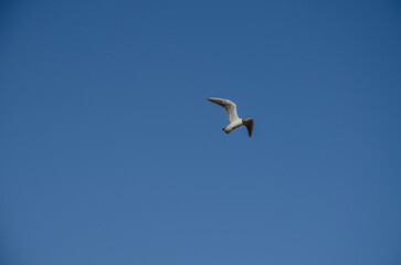 Fototapeta na wymiar a seagull in the sky. The background of the sky is blue with a bird