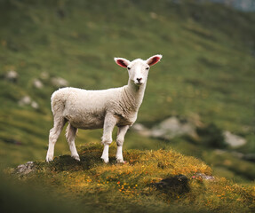 photo of a cute fluffy The Lamb in the mountains, Easter, Christian festivity- AI Generated