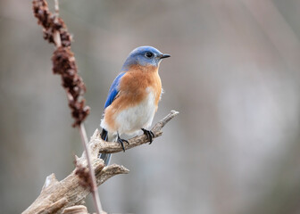 bluebird on branch