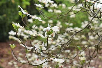 Blooming tree branches with white flowers. Spring blossom. 