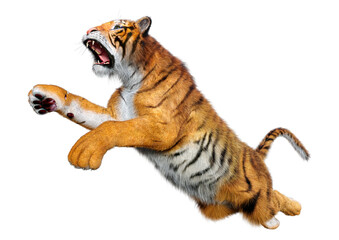 3D Rendering Big Cat Tiger on White