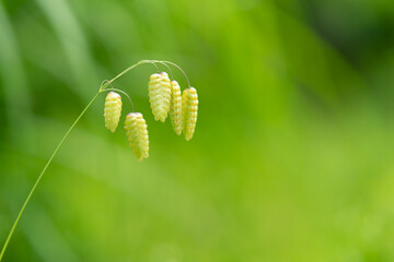 コバンソウの小穂　Briza maxima