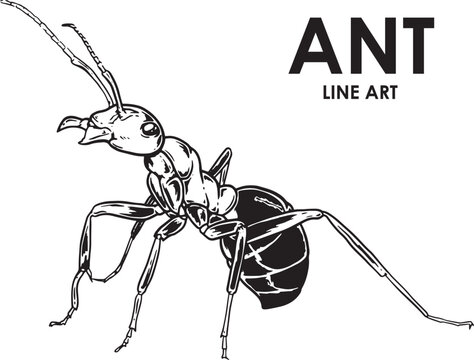 Hand draw vintage ant premium vector