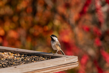 black capped kingfisher