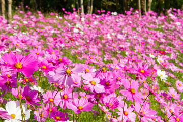 cosmos flowers in garden.