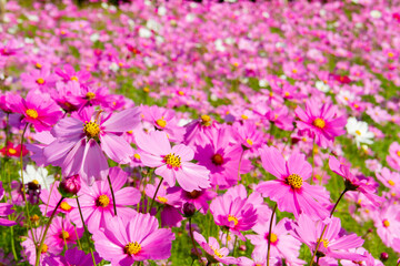 Fototapeta premium cosmos flowers in garden.