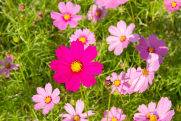 Obraz na płótnie Canvas Red cosmos flowers blooming beautifully in the garden with pink blur background.