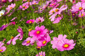 Obraz na płótnie Canvas Pink cosmos flowers full blooming in the field.