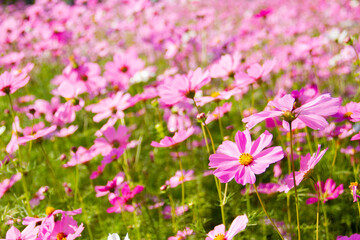 Obraz na płótnie Canvas pink cosmos flower blooming in the field.