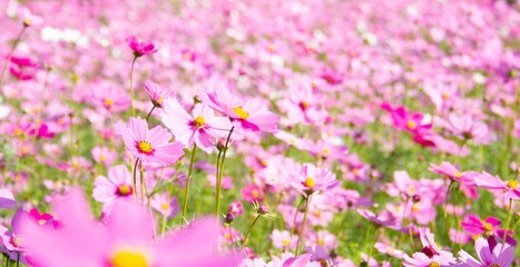 Cosmos pink flowers blooming beautifully in the garden with sot blur background.