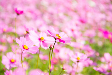 Pink cosmos flowers full blooming in the field.