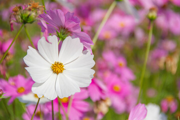 White cosmos flower blooming in the field.