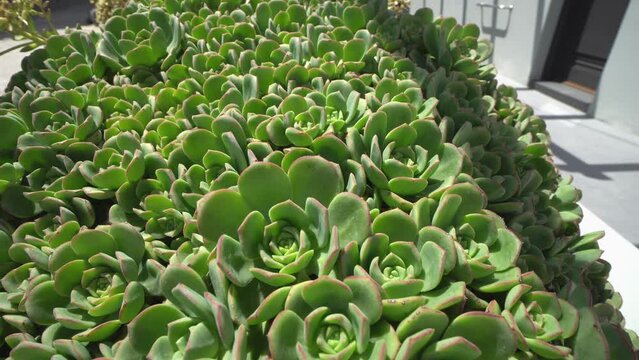 Rosette of leaves Aeonium arboreum with selective focus and soft sunlight, Green tree houseleek or Irish rose is a succulent, Subtropical subshrub in the flowering plant family Crassulaceae.
