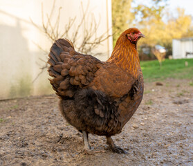 poule dans un jardin en hiver