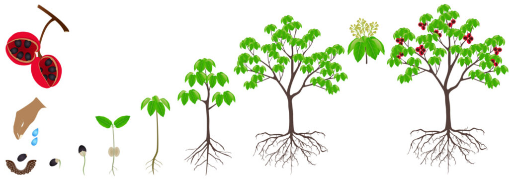 Cycle of growth of sterculia quadrifida tree on a white background.