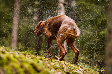 rhodesian ridgeback dog shaking off water on hot summer day