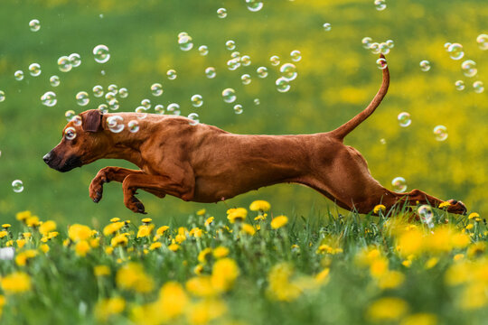 rhodesian ridgeback dog running at dandelion field with bubbles