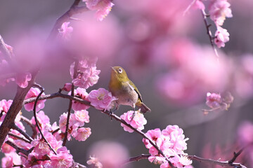 岡本梅林公園のメジロ