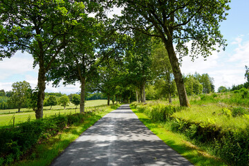 Fototapeta na wymiar Single track road in the middle of woodland on a summers day
