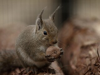 胡桃を食べるニホンリス