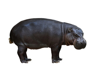 Pygmy hippopotamus isolated on transparent background png file	