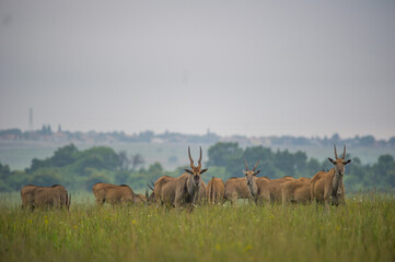 Naklejka na ściany i meble Herd of eland in the bush