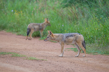 black backed jackals on a road