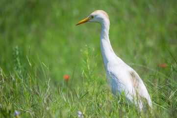 white heron in the grass