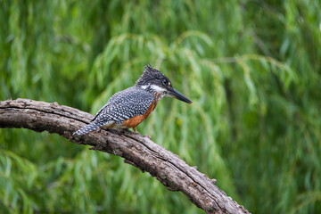 Giant kingfisher on a branch