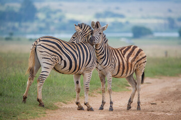 Fototapeta na wymiar zebras on a road