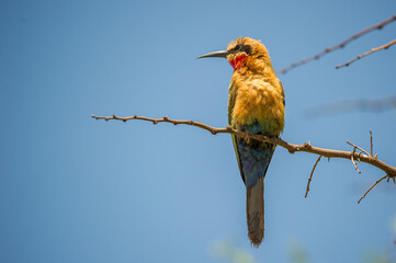Bee eater on a branch