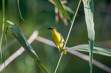 yellow weaver bird on a reed