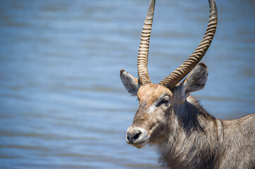 close up of a male waterbuck