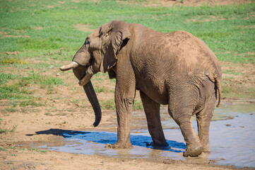 Fototapeta premium Elephant in a dam