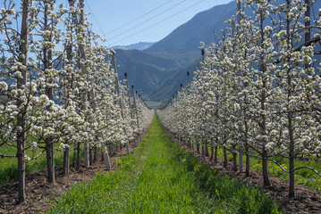 Green grass way in blooming fruit orchard against mountains and blue sky, panorama, background  