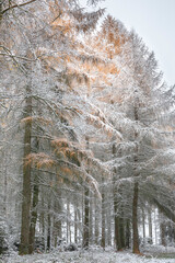 snowy day in larch forest