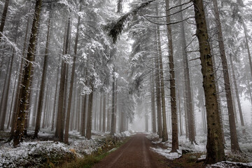 walk in foggy winter forest