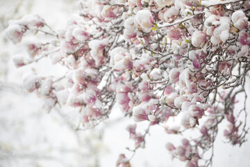 magnolia blossoming tree in snowstorm
