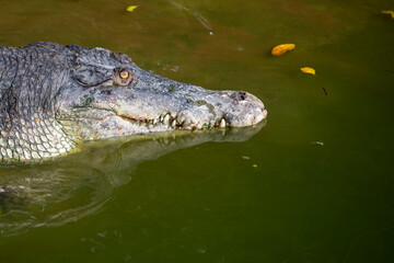 THAILAND PATTAYA CROCODILE FARM