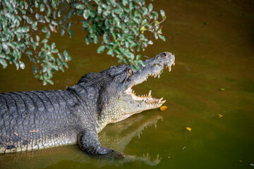 THAILAND PATTAYA CROCODILE FARM